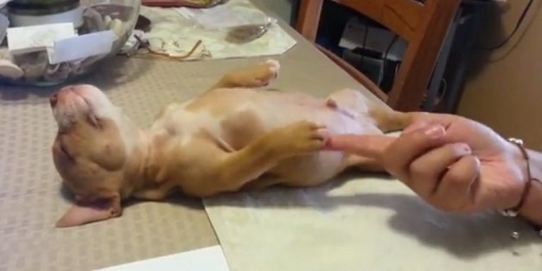 VIDEO: Nici nu se gândeşte să se trezească. Un căţeluş doarme prea bine