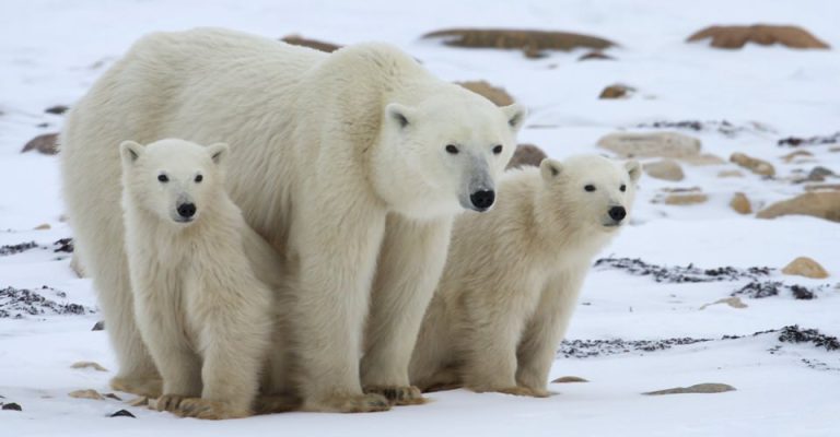 Ursul polar este de acum specie protejată prin Convenţia de la Bonn
