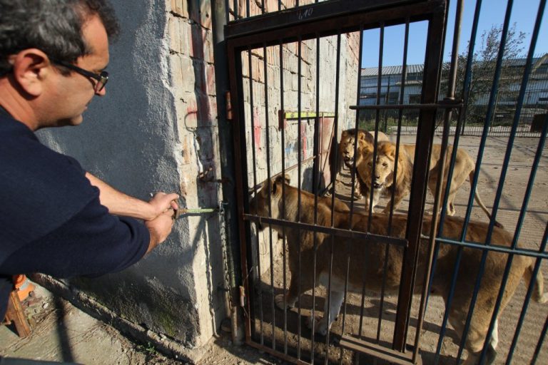 Leii Lidia, Lavinia, Petrică, Tarhon şi Mărin pleacă pentru totdeauna în Africa de Sud