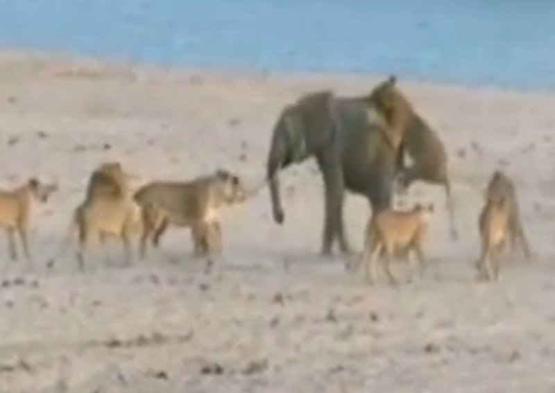 VIDEO Puiul de elefant care a refuzat să renunțe la viață. S-a luptat cu 14 lei