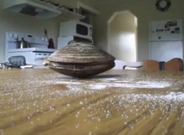 VIDEO Reactia incredibila a unei scoici vii aflate pe o masa plina cu sare