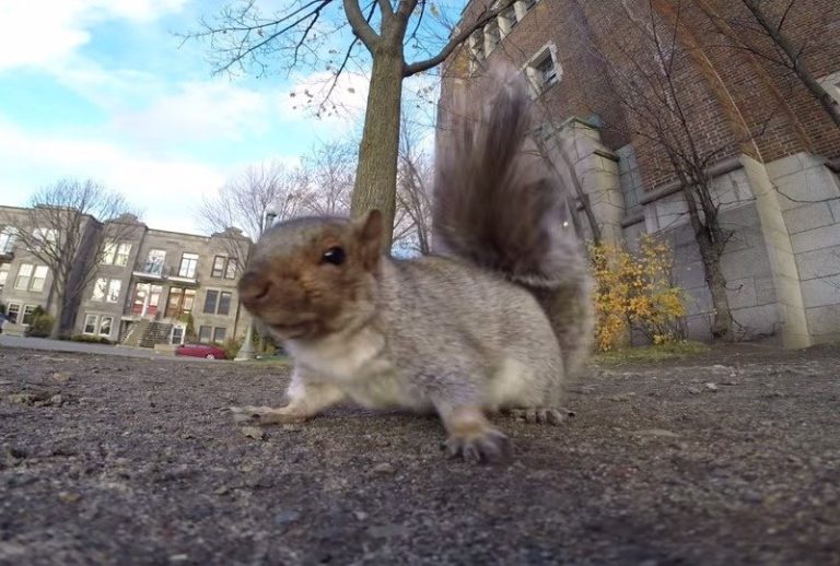 VIDEO: Veveriţa amuzantă care a furat o cameră de filmat