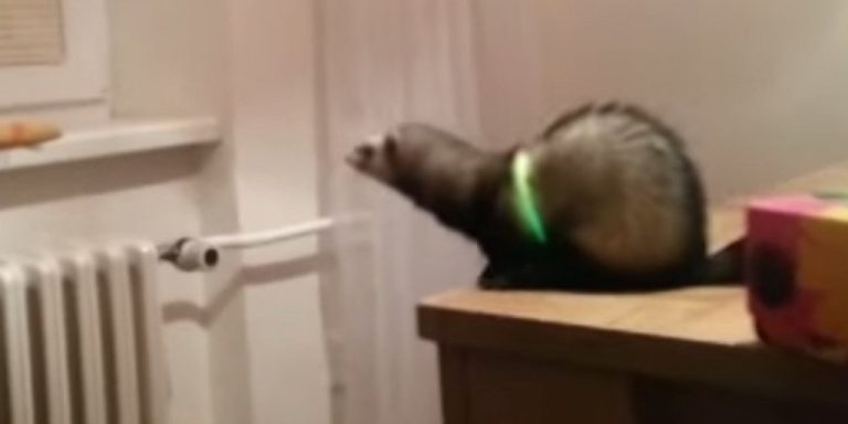 VIDEO: Dihorul care crede că are puteri supranaturale. Face un salt nereuşit