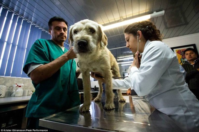 FOTO: Îţi va încălzi inima. Povestea lui Arthur, căţelul vagabond de la maraton
