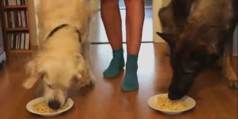 VIDEO: Cine mănâncă mai repede pastele, un Golden Retriever sau un Ciobănesc German?