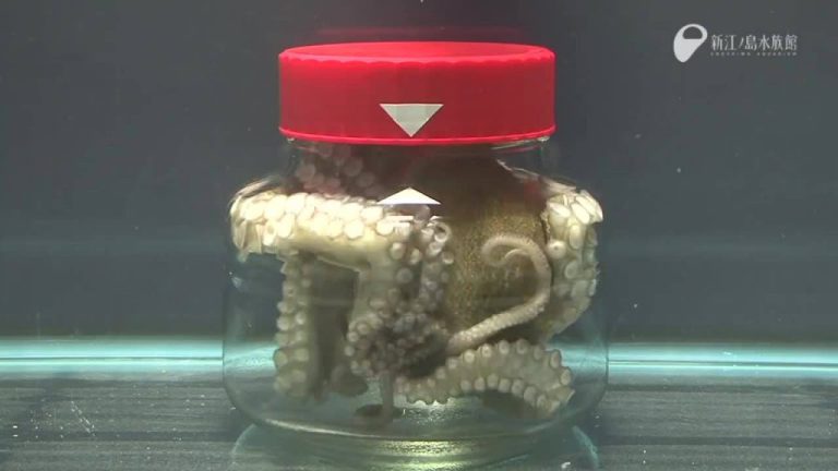 VIDEO O caracatiţă inteligentă. Vezi cum scapă din borcanul cu capac în care era prizonieră