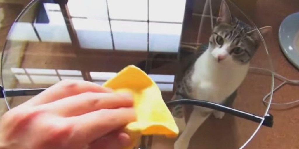  VIDEO SIMPATIC: Pisici confuze din cauza meselor de sticlă