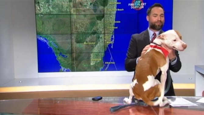 VIDEO: Un câine ţine neapărat să apară la TV şi să prezinte rubrica meteo