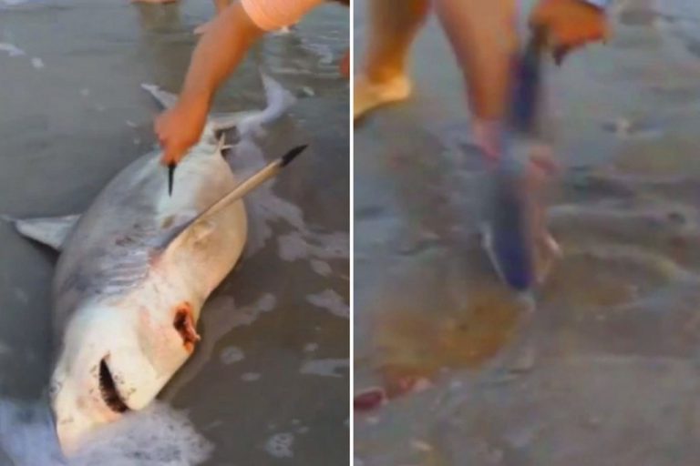 VIDEO Au gasit mama moartă pe plajă, iar abdomenul se mişca. Ce a urmat a devenit viral pe net