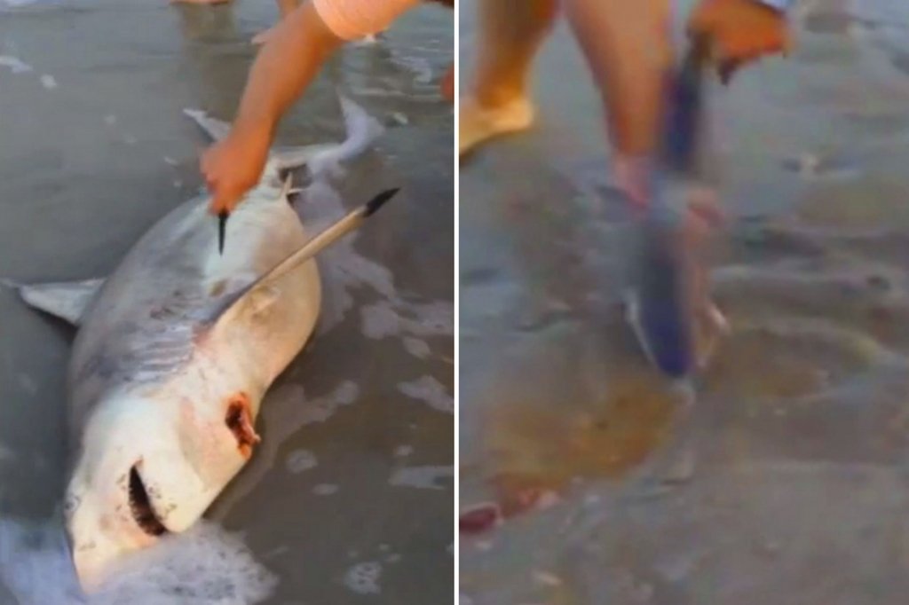  VIDEO Au gasit mama moartă pe plajă, iar abdomenul se mişca. Ce a urmat a devenit viral pe net