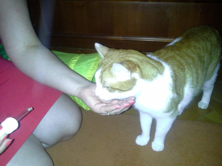 Ce părere au despre noi pisicile? Află ce mesaje transmit când ne frământă cu lăbuţele sau când se freacă de picioarele oamenilor