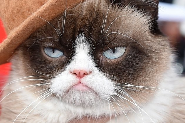 VIDEO: Cea mai bogată pisică din lume va juca într-un film de lung metraj