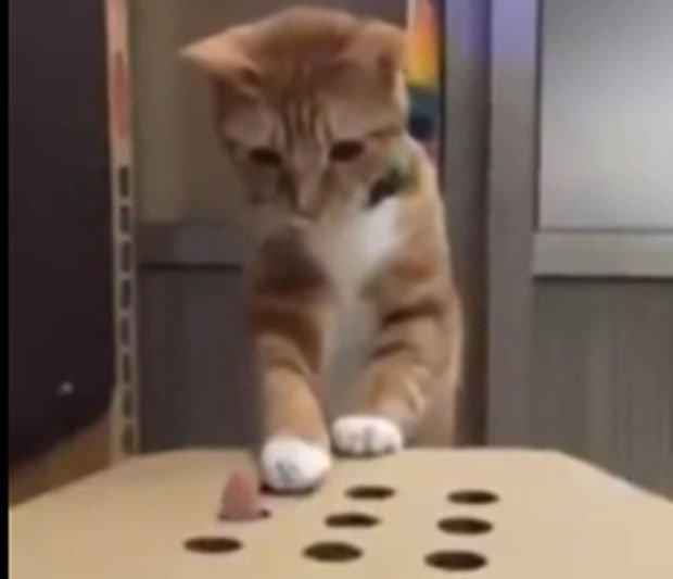 VIDEO: O pisică pare interesată de un joc 