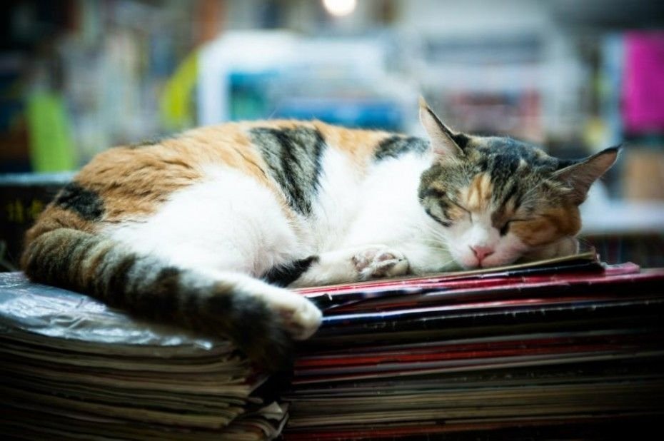  119819_82514_stiri_sam-kee-books02-Foto-messynessychic.com_