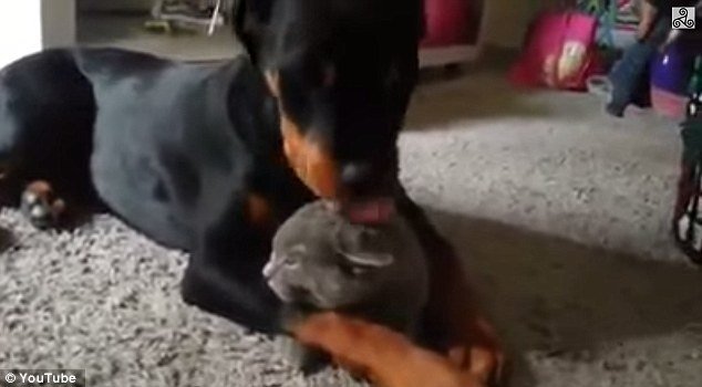 VIDEO: Cât de mult iubeşte acest Rottweiler o pisică! Nu conteneşte să o alinte