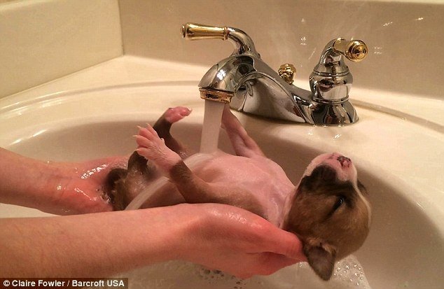  120042_82657_stiri_baita