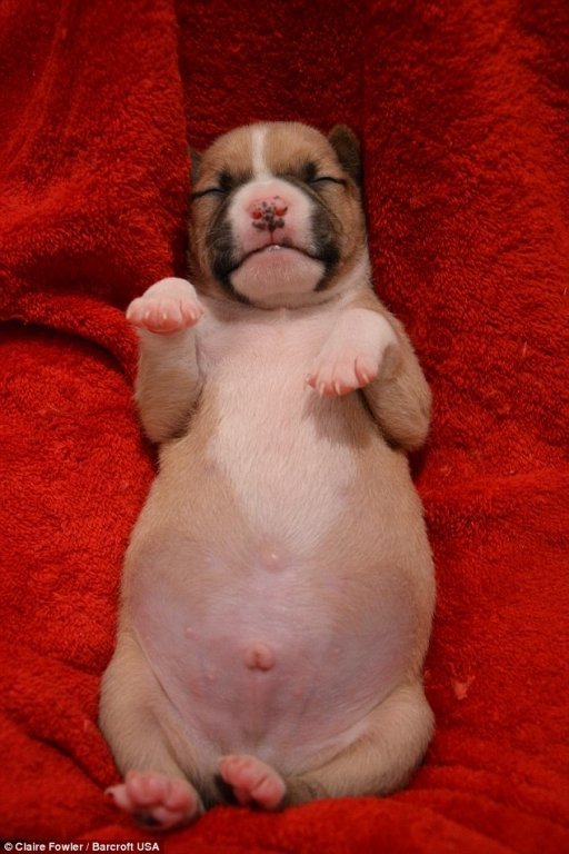  120044_82657_stiri_catel