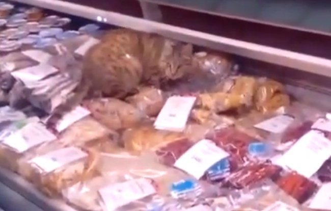 VIDEO. Hoțul din magazinul de pescărie. O pisică a mâncat delicatese de 1.000 de dolari