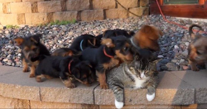 Cea mai răbdătoare pisică din lume: nici măcar 10 cățeluși nu reușesc s-o scoată din ale ei