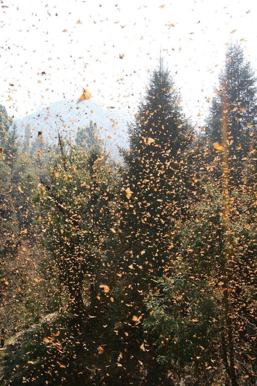  120393_82843_stiri_migratie-animale-11