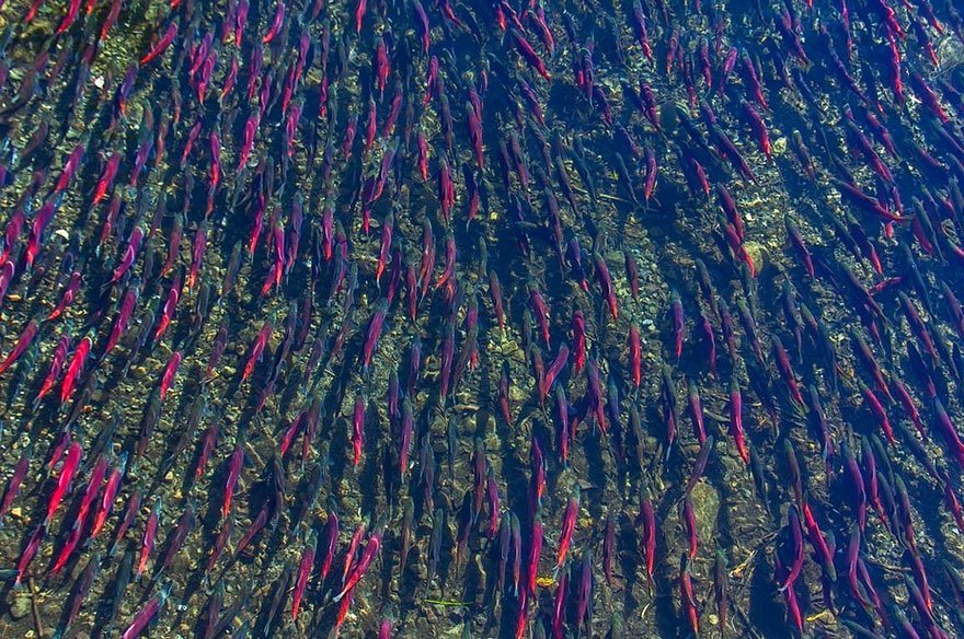  120396_82843_stiri_migratie-animale-14