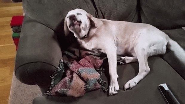 VIDEO: A distrus ornamentele de Crăciun, iar acum se simte vinovat. Iată-l pe Denver!