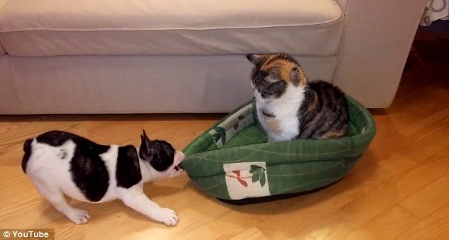 VIDEO: Micul bulldog se străduieşte să alunge dintr-un culcuş o pisică