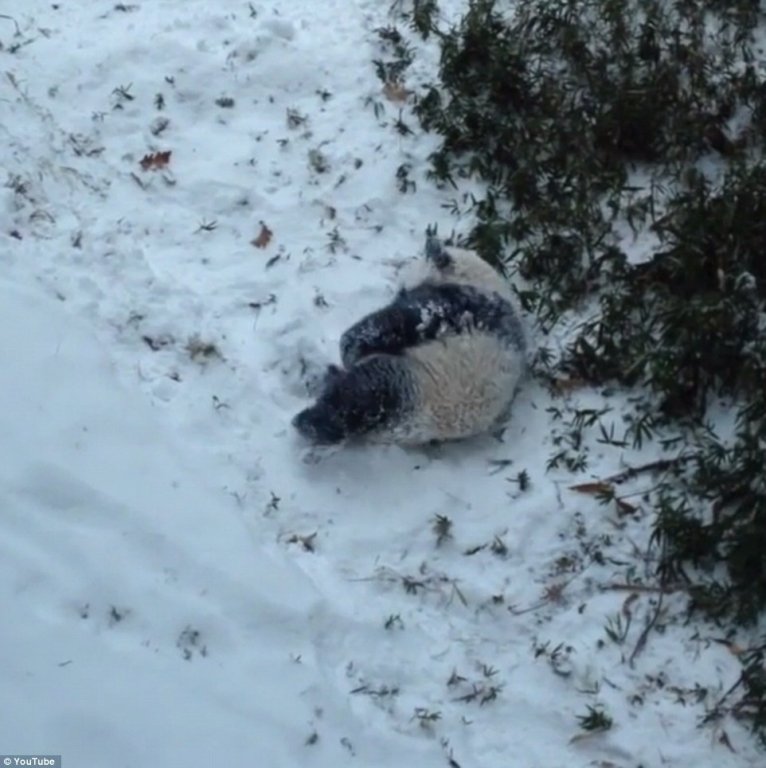 VIDEO: Bao Bao - ursuleţul panda care face tumbe în zăpadă ca un copil