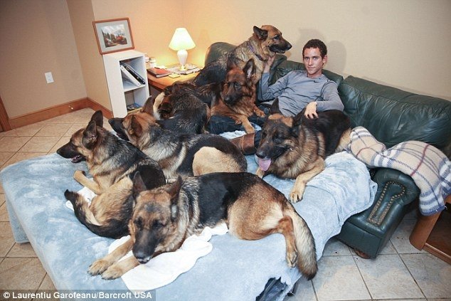 FOTO: Acesta este îmblânzitorul de câini. Cinci ciobăneşti stau permanent lângă el