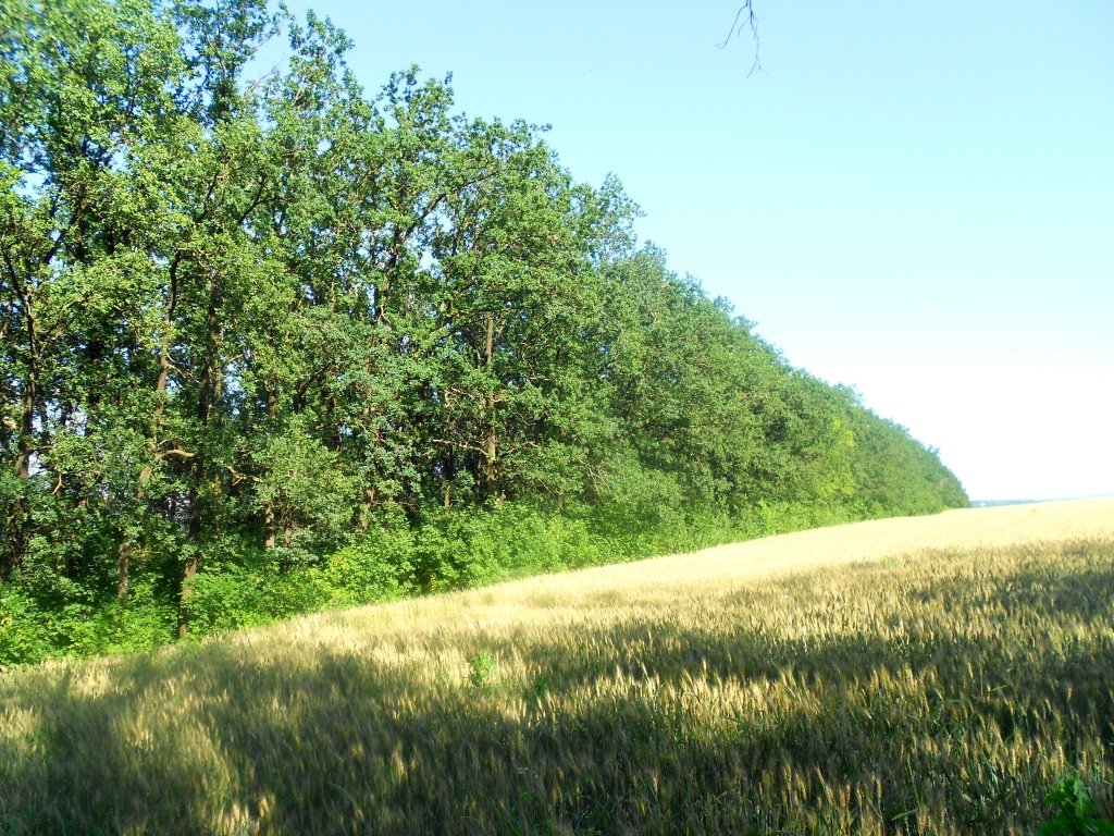 VIAŢA CETĂŢII: Cum trebuie plantate parazăpezile vegetale să ţină 100 de ani