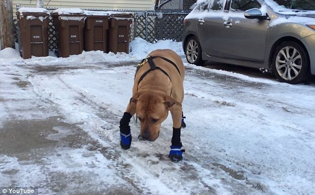 VIDEO: Papucii pentru câini par a nu fi o idee grozavă. Mott se descurcă cam greu