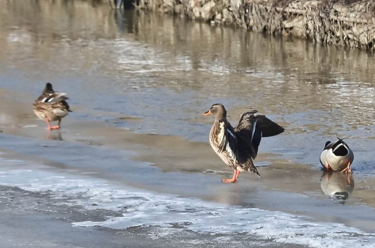  „Deltă urbană” în Iași, la confluența Bahlui-Nicolina. Înainte de finalizarea primului parc de agrement, Primăria Iași începe încă două
