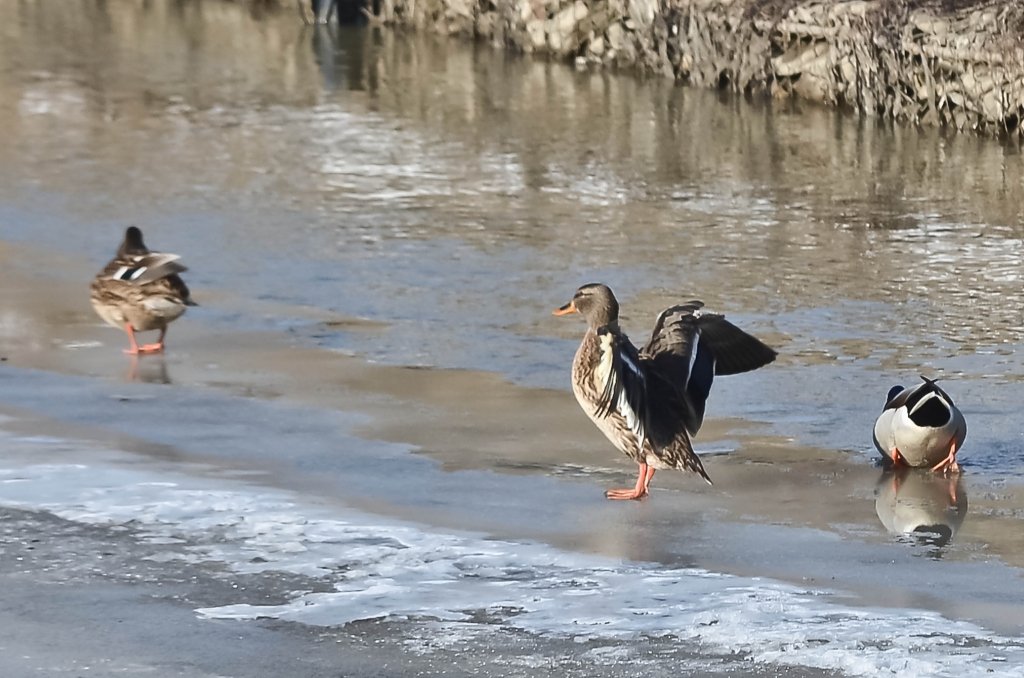 „Deltă urbană” în Iași, la confluența Bahlui-Nicolina. Înainte de finalizarea primului parc de agrement, Primăria Iași începe încă două