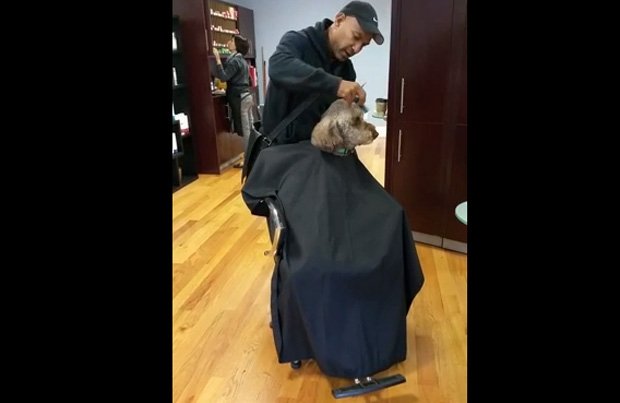 VIDEO: Cât de cuminte este acel câine dus de stăpâni la frizer pentru a fi tuns