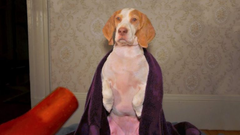 VIDEO: Plăcerea uscării blăniţei cu foehn-ul! Reacţia acestui câine, de milioane