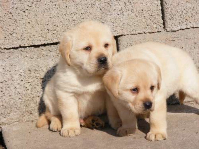 Un maidanez a fost vândut ca labrador. Cum au aflat proprietarii adevărul