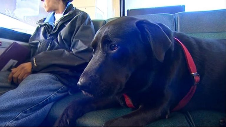 VIDEO: Iată-l pe Eclipse, câinele care ştie să meargă singur cu autobuzul