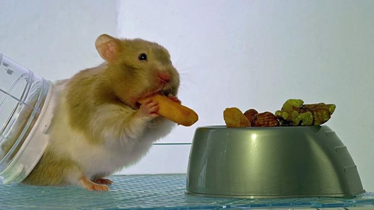 VIDEO Hamster bombardat cu raze X ca să arate unde a ascuns mâncarea