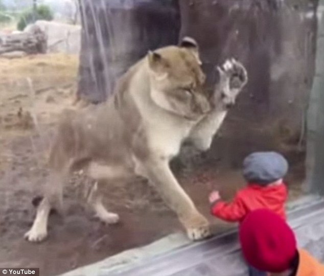 VIDEO: Leoaica Zari încearcă să înhaţe un copilaş. Sticla protectoare o opreşte