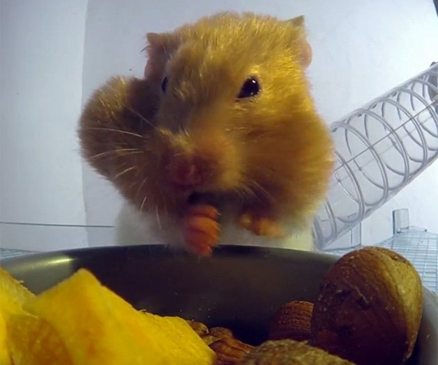 VIDEO: Cum îşi cară hamsterii proviziile de mâncare? Au fost supuşi la raze X