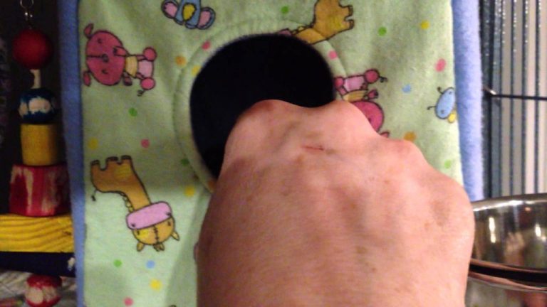 VIDEO: Hamsterul Dexter urăşte să mănânce Broccoli. Vedeţi cum reacţionează