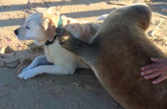VIDEO Scene emoționante pe o plajă din Franța: un leu de mare înnebunit după un labrador