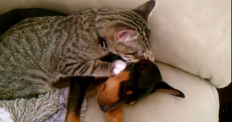 VIDEO Lecţie de umanitate dată de un pisoi. Îşi alintă căţelul-prieten care e bolnav