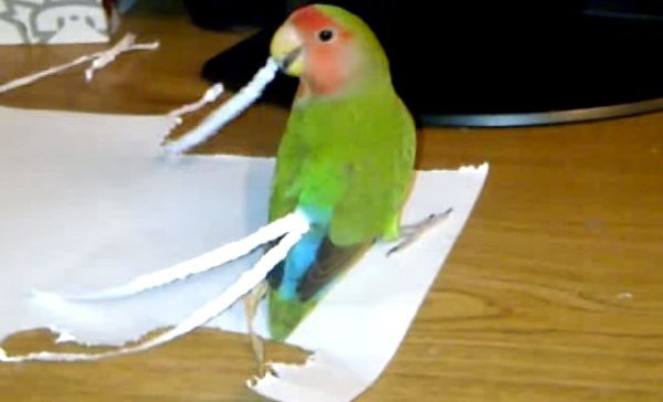 VIDEO: Un papagal a vrut să aibă o coadă mai lungă. Şi-a confecţionat-o singur