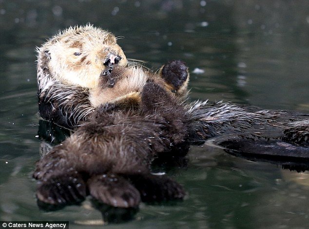 VIDEO&FOTO: Înduioşător: O vidră înoată cu puiul ei pe burtică de-a lungul râului