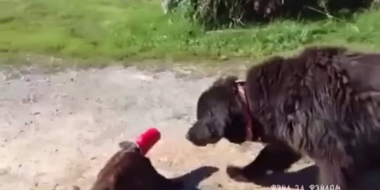 VIDEO: Un câine a salvat o pisică! Felina şi-a băgat capul într-un pahar