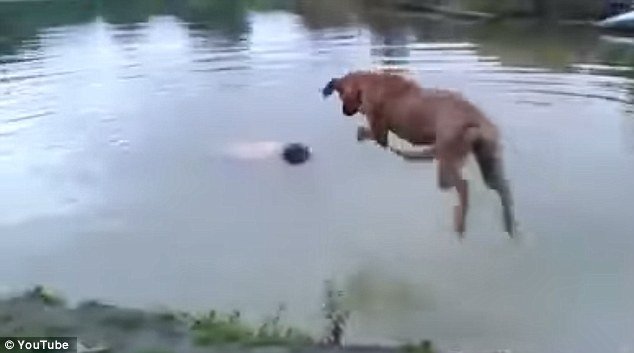 VIDEO: Un câine sare în apă să-şi salveze stăpânul care pare că se îneacă