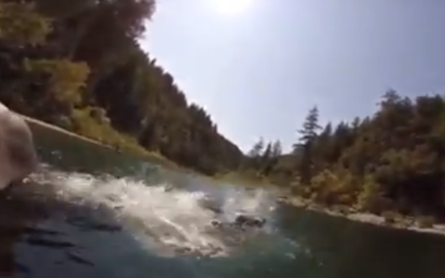 Căţelul tău face scufundări? Fă cunoştinţă cu cel care se distrează adunând pietre de pe fundul apei