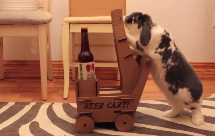 VIDEO Ce face un iepure care are un stapan cu imaginatie