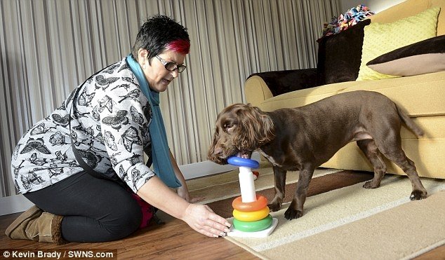 VIDEO: Senzaţia internetului - Bella, o căţeluşă cocker care face zilnic alt truc